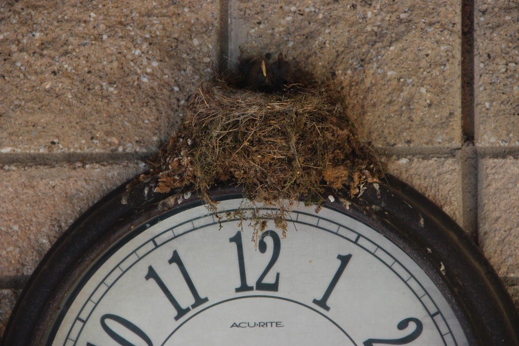 Swamp Camp Pool Clock